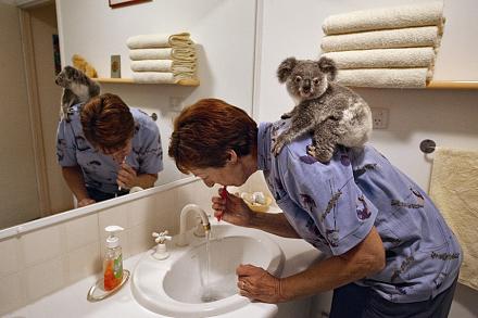 Нажмите на изображение для увеличения
Название: коалы.jpg
Просмотры: 597
Размер: 134.8 Кб
ID: 11434