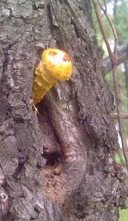 Нажмите на изображение для увеличения
Название: Странное растение.jpg
Просмотры: 1040
Размер: 59.2 Кб
ID: 12555