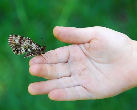 Нажмите на изображение для увеличения
Название: Бабочка.jpg
Просмотры: 537
Размер: 36.6 Кб
ID: 13441