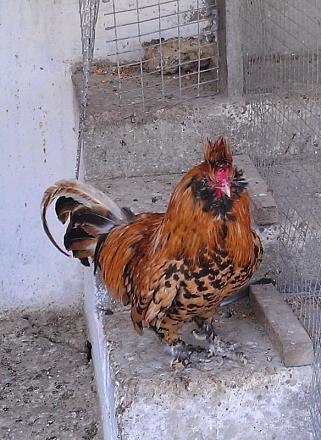 Нажмите на изображение для увеличения
Название: Куры павловские.jpg
Просмотры: 1575
Размер: 88.7 Кб
ID: 14417
