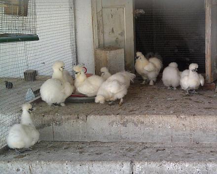 Нажмите на изображение для увеличения
Название: Куры пуховые из Индии.jpg
Просмотры: 1573
Размер: 90.4 Кб
ID: 14418