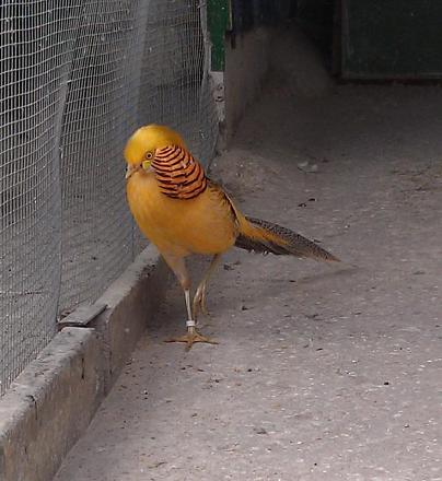 Нажмите на изображение для увеличения
Название: Попугай волнистый пестрая Розелла.jpg
Просмотры: 1570
Размер: 76.1 Кб
ID: 14419