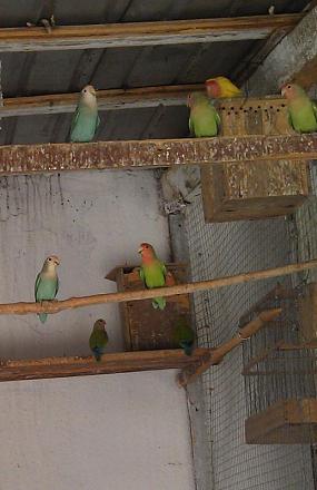 Нажмите на изображение для увеличения
Название: Попугаи неразлучники.jpg
Просмотры: 1528
Размер: 55.7 Кб
ID: 14420