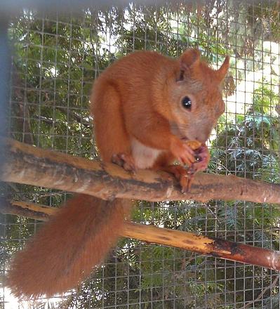 Нажмите на изображение для увеличения
Название: Белка.jpg
Просмотры: 1493
Размер: 118.0 Кб
ID: 14431