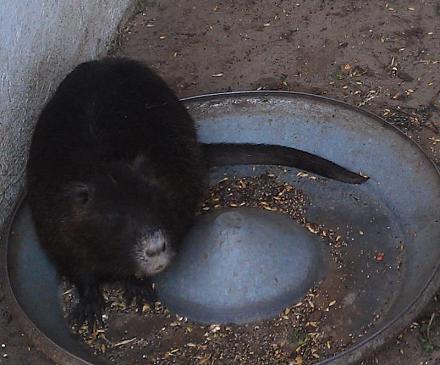 Нажмите на изображение для увеличения
Название: Нутрия.jpg
Просмотры: 1704
Размер: 71.5 Кб
ID: 14433