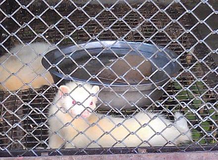 Нажмите на изображение для увеличения
Название: Фредки.jpg
Просмотры: 1473
Размер: 104.4 Кб
ID: 14434