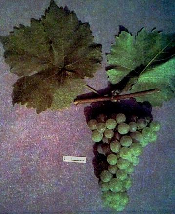 Нажмите на изображение для увеличения
Название: Мускат Оттонель.jpg
Просмотры: 1712
Размер: 93.5 Кб
ID: 16362