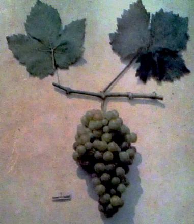 Нажмите на изображение для увеличения
Название: Мускат янтарный.jpg
Просмотры: 1653
Размер: 132.8 Кб
ID: 16363