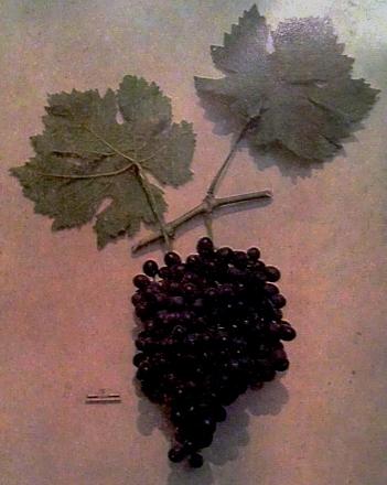 Нажмите на изображение для увеличения
Название: Ранний Магарача.jpg
Просмотры: 1596
Размер: 60.2 Кб
ID: 16365