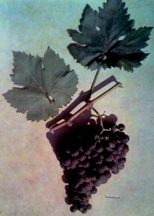 Нажмите на изображение для увеличения
Название: Рара нягрэ.jpg
Просмотры: 1564
Размер: 52.2 Кб
ID: 16366