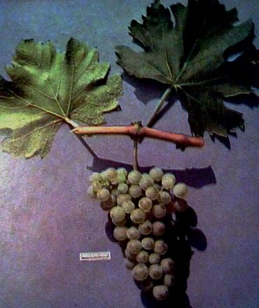 Нажмите на изображение для увеличения
Название: Фетяска белая.jpg
Просмотры: 1697
Размер: 77.8 Кб
ID: 16368