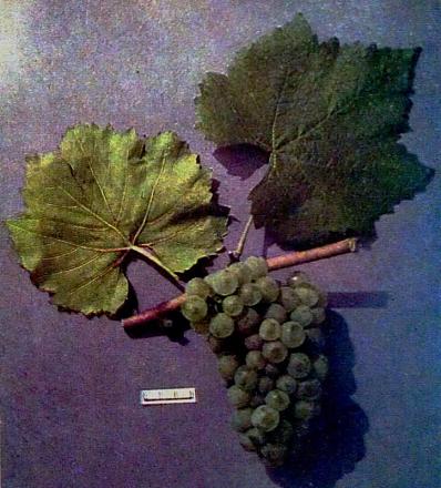 Нажмите на изображение для увеличения
Название: Шардоне.jpg
Просмотры: 1689
Размер: 98.6 Кб
ID: 16369