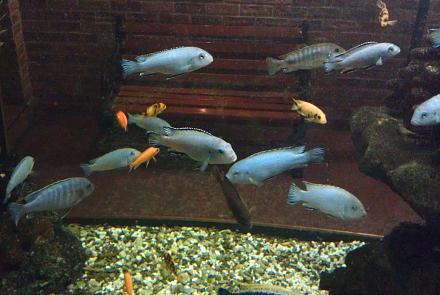 Нажмите на изображение для увеличения
Название: Фото аквариумных рыбок.jpg
Просмотры: 605
Размер: 87.1 Кб
ID: 17826