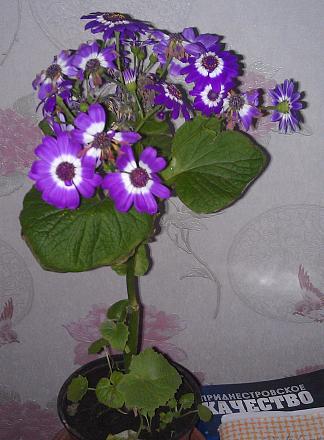 Нажмите на изображение для увеличения
Название: Цинерария комнатная.jpg
Просмотры: 401
Размер: 101.0 Кб
ID: 18086