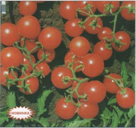 Нажмите на изображение для увеличения
Название: Синьорита - сорт помидоров.jpg
Просмотры: 546
Размер: 47.0 Кб
ID: 18733