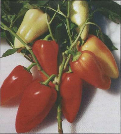 Нажмите на изображение для увеличения
Название: Лумина - сладкий перец.jpg
Просмотры: 508
Размер: 72.6 Кб
ID: 18768