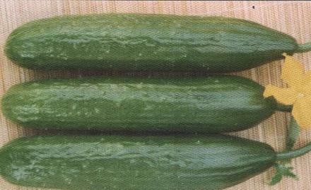 Нажмите на изображение для увеличения
Название: Тайфун - сорт огурцов.jpg
Просмотры: 547
Размер: 59.3 Кб
ID: 18781