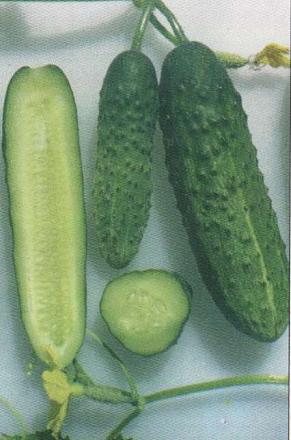 Нажмите на изображение для увеличения
Название: Девиз - сорт огурцов.jpg
Просмотры: 500
Размер: 48.2 Кб
ID: 18788