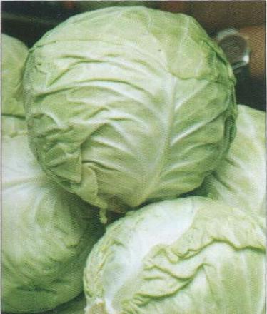 Нажмите на изображение для увеличения
Название: Волна - капуста белокочанная.jpg
Просмотры: 488
Размер: 37.7 Кб
ID: 18839