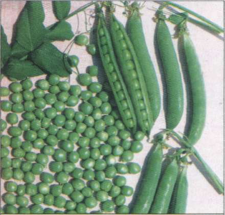 Название: Изумрудный - сорт горошка.jpg
Просмотры: 1423
Размер: 41.6 Кб