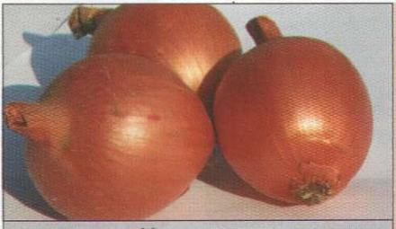 Нажмите на изображение для увеличения
Название: Халцедон - сорт лука.jpg
Просмотры: 478
Размер: 21.7 Кб
ID: 18850