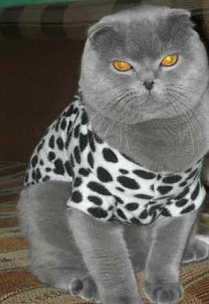 Нажмите на изображение для увеличения
Название: Одежда для кошек.jpg
Просмотры: 508
Размер: 14.4 Кб
ID: 18965