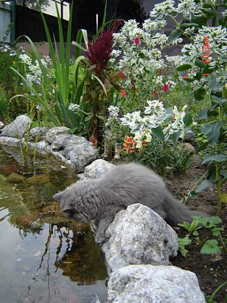 Нажмите на изображение для увеличения
Название: Кошка ловит рыбу.jpeg
Просмотры: 508
Размер: 70.1 Кб
ID: 18966