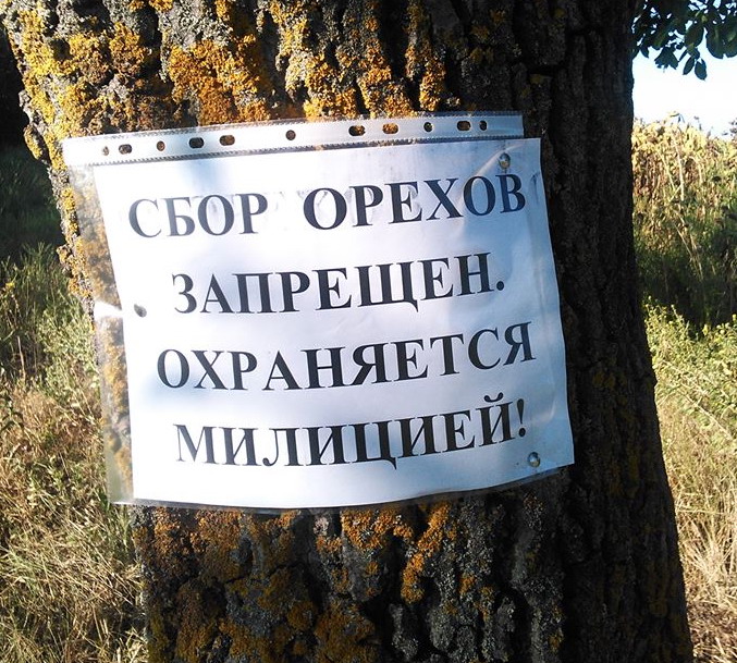Название: Сбор орехов в ПМР.jpg
Просмотры: 842
Размер: 188.9 Кб