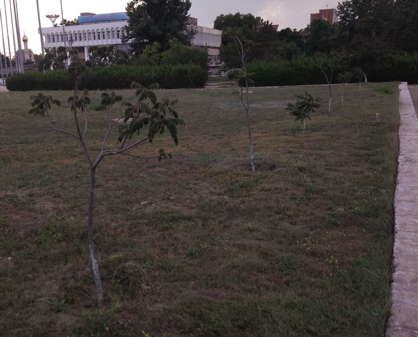 Название: Саженцы за памятником Суворову.jpg
Просмотры: 1128
Размер: 175.1 Кб