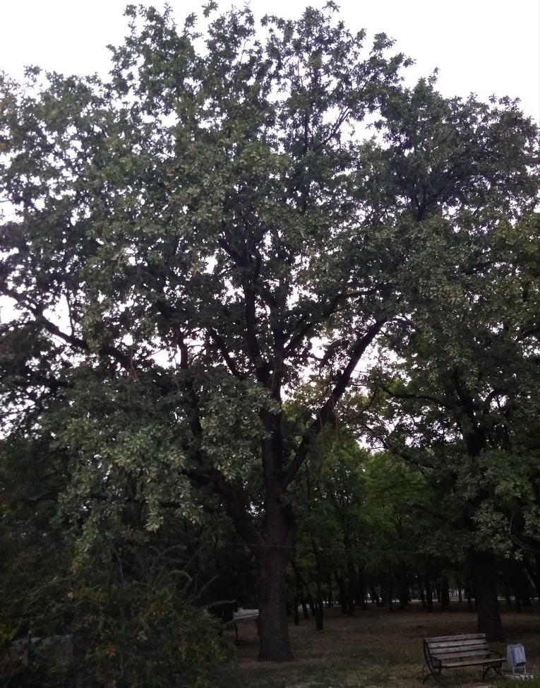 Название: Дуб в парке Победы.jpg
Просмотры: 2019
Размер: 297.5 Кб