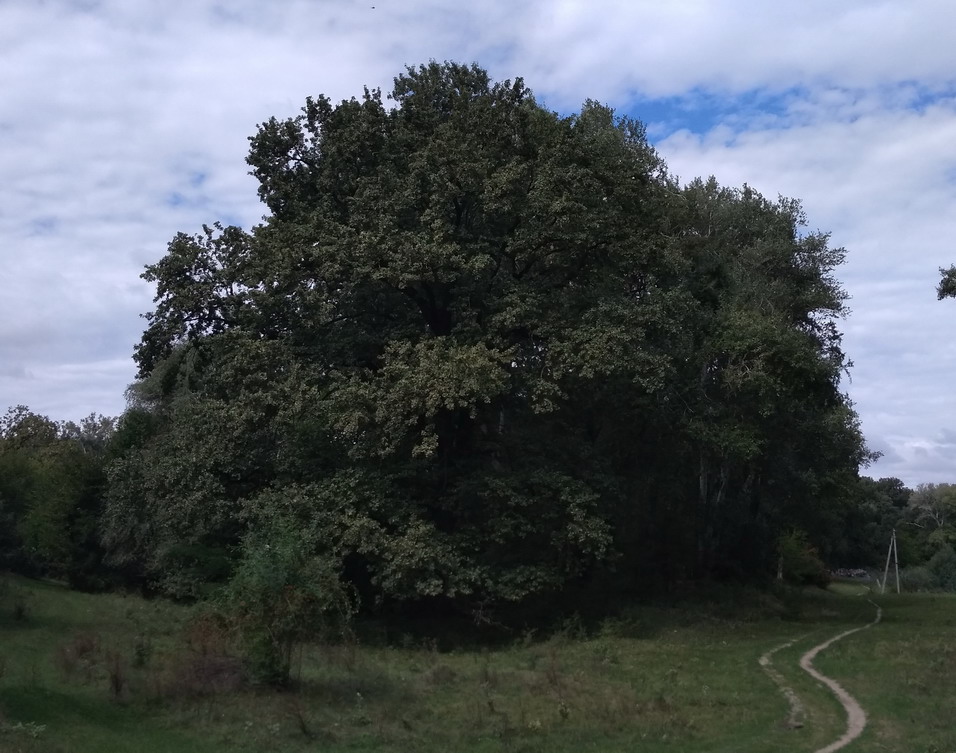 Название: Дуб в Кицканах 2.jpg
Просмотры: 1820
Размер: 192.4 Кб