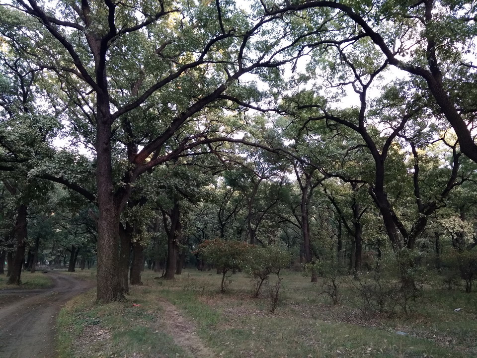 Название: Дубовая роща за кицканами.jpg
Просмотры: 2511
Размер: 366.0 Кб