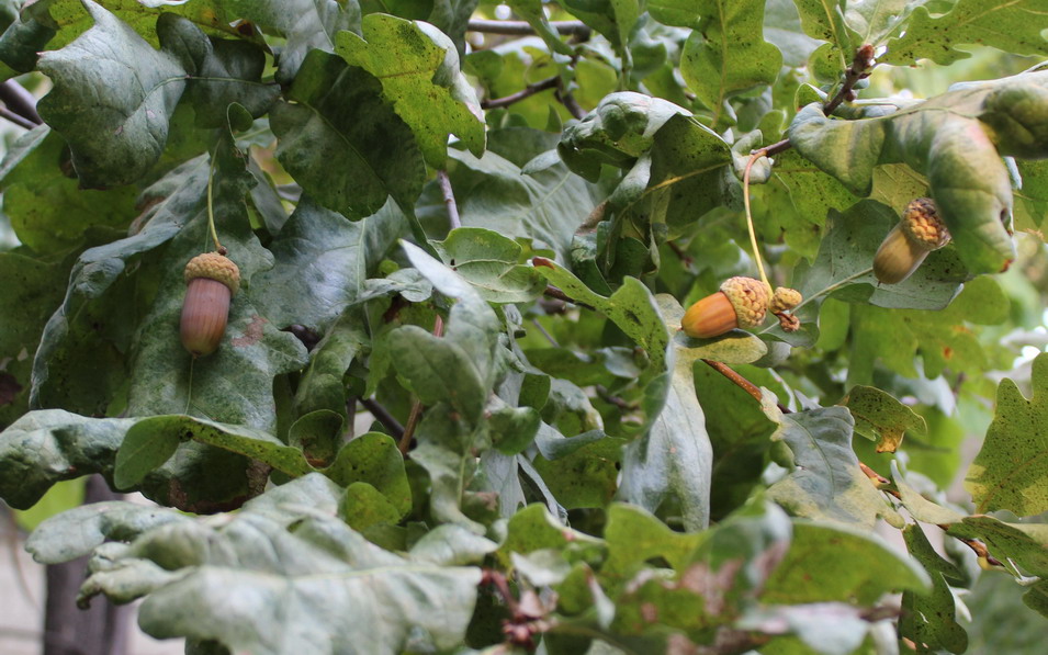 Название: Желуди на ветке дуба.JPG
Просмотры: 2436
Размер: 196.6 Кб