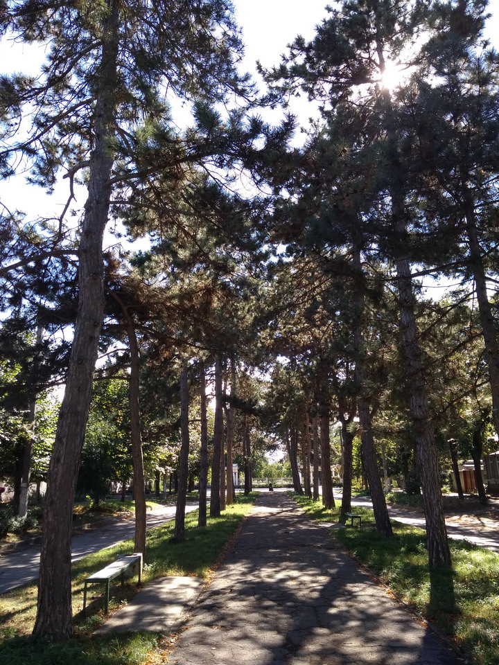 Название: 1 - сосны в Бендерах.jpg
Просмотры: 580
Размер: 364.5 Кб