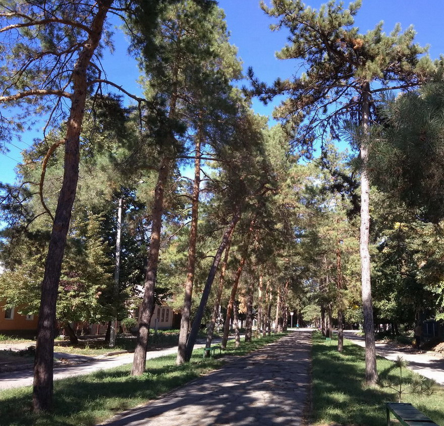 Название: 2 - хвойная аллея.jpg
Просмотры: 595
Размер: 386.3 Кб