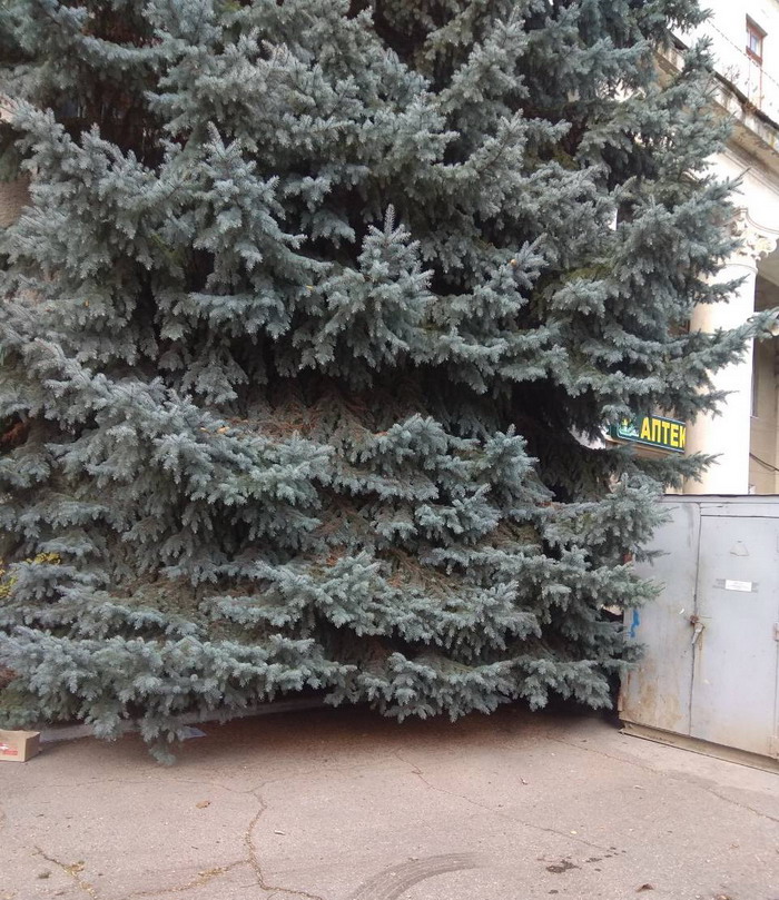 Название: ель1.jpg
Просмотры: 840
Размер: 223.9 Кб