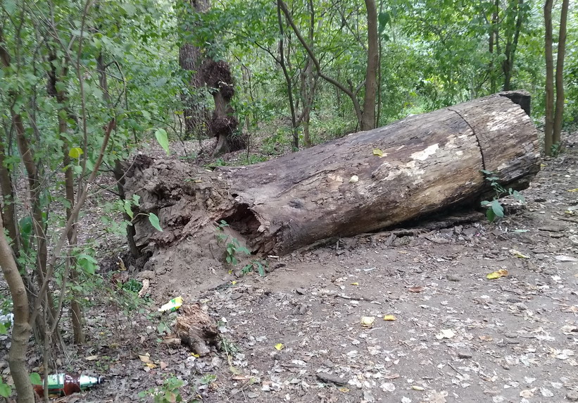 Название: Кицканский лес 2018.jpg
Просмотры: 1480
Размер: 270.0 Кб