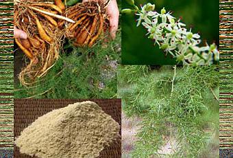 : shatavari-another-menopause-miracle-T-lvITz3.jpeg
: 1619

: 27.1 