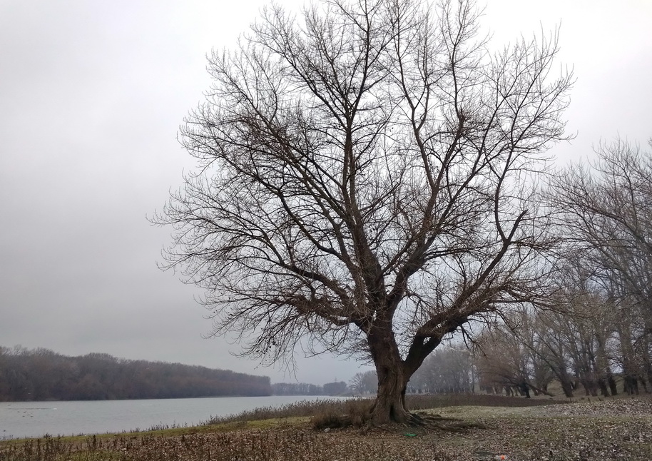 Название: 1.Дерево на берегу Днестра. Суклея..jpg
Просмотры: 2327
Размер: 292.5 Кб