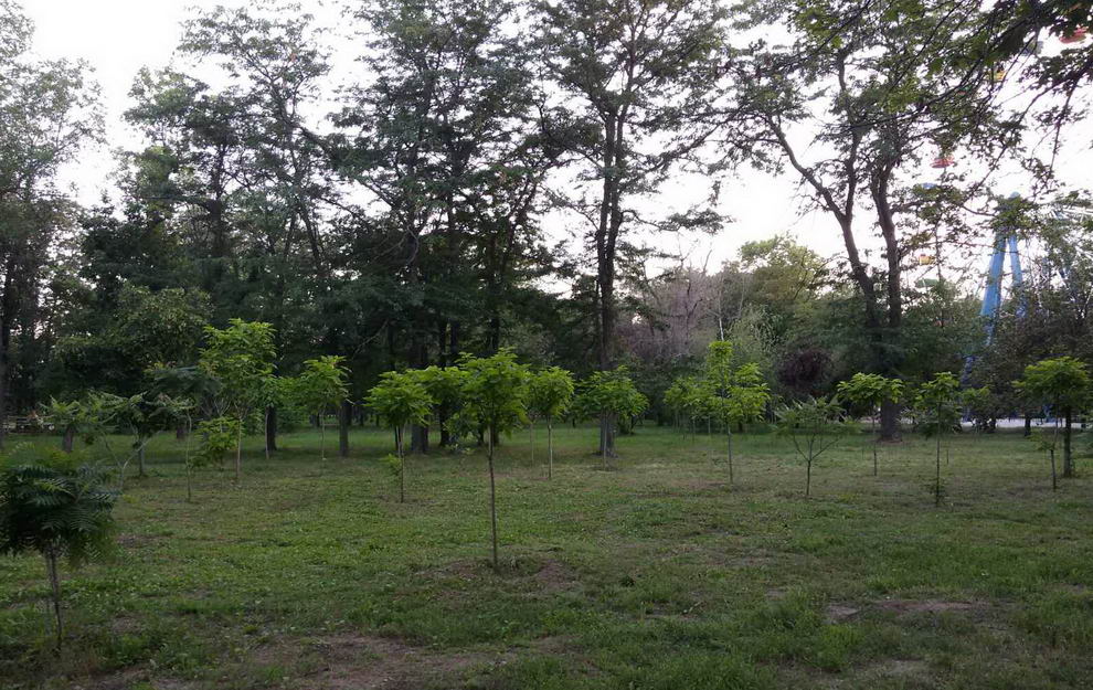 Название: Парк Победы - саженцы.jpg
Просмотры: 1176
Размер: 172.6 Кб