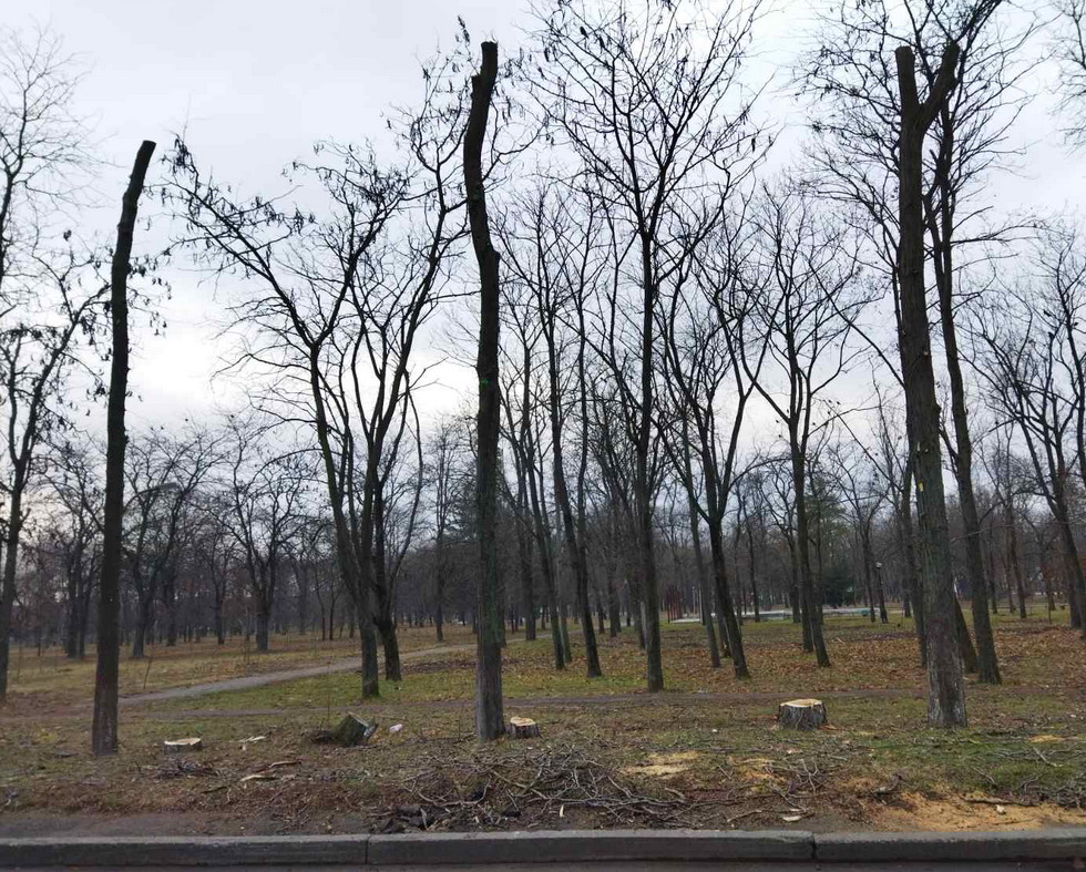 Название: 2 пеньки и деревья Парк Победы по ул. Царева.jpg
Просмотры: 1211
Размер: 338.1 Кб