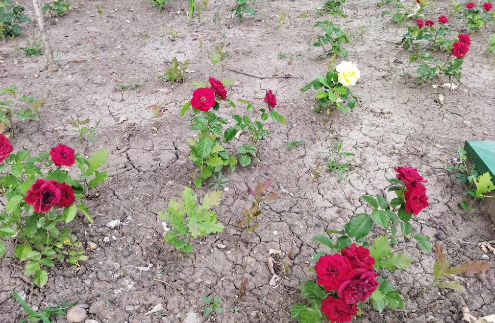 Название: Дубы и розы.jpg
Просмотры: 895
Размер: 197.2 Кб