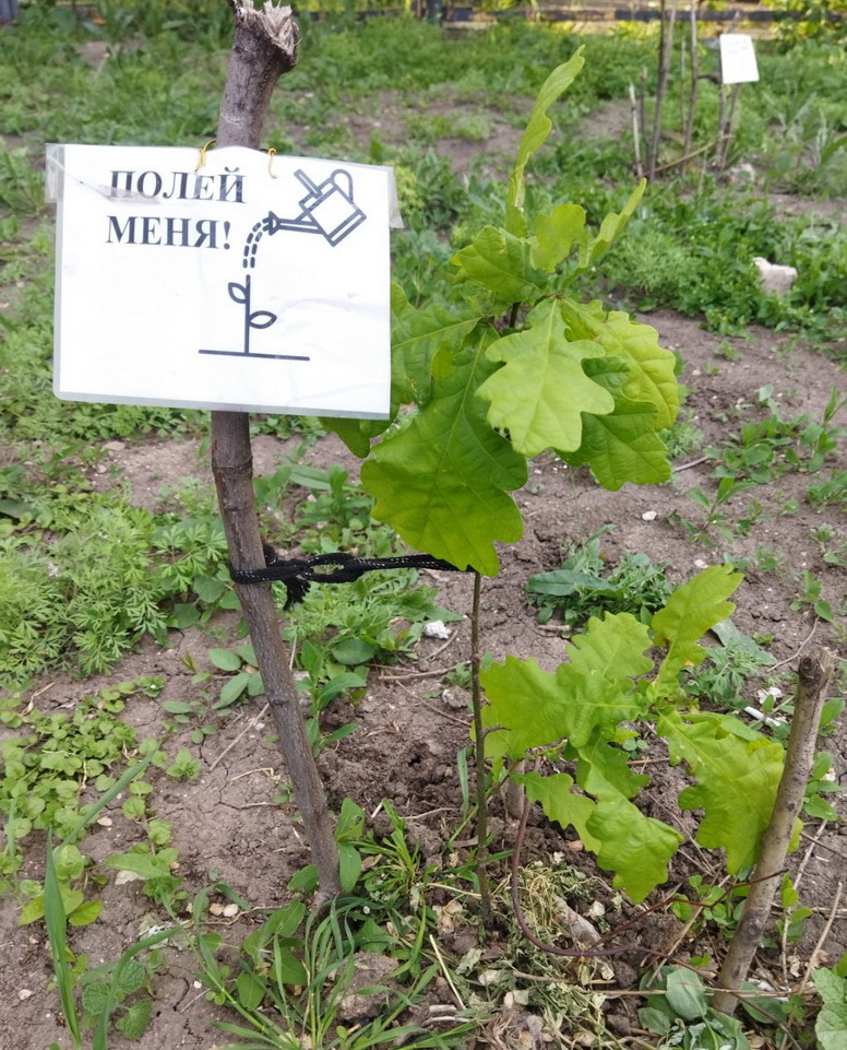 Название: 16_Poley_Dub.jpg
Просмотры: 1020
Размер: 289.4 Кб