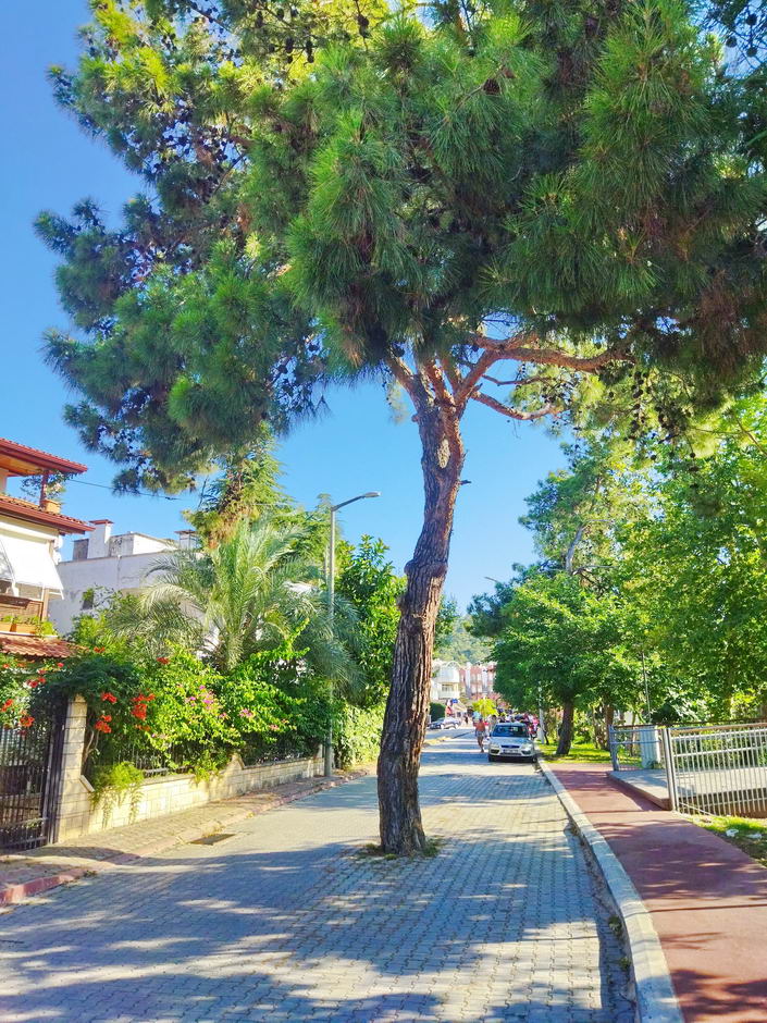 Название: Дерево на дороге в Кемере.jpg
Просмотры: 1971
Размер: 213.7 Кб