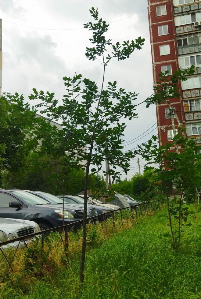 Название: Молодой Дуб на Красных казармах в Тирасполе.jpg
Просмотры: 2117
Размер: 172.9 Кб