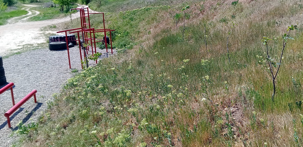 Название: Саженцы деревьев у Околицы.jpg
Просмотры: 56
Размер: 356.9 Кб