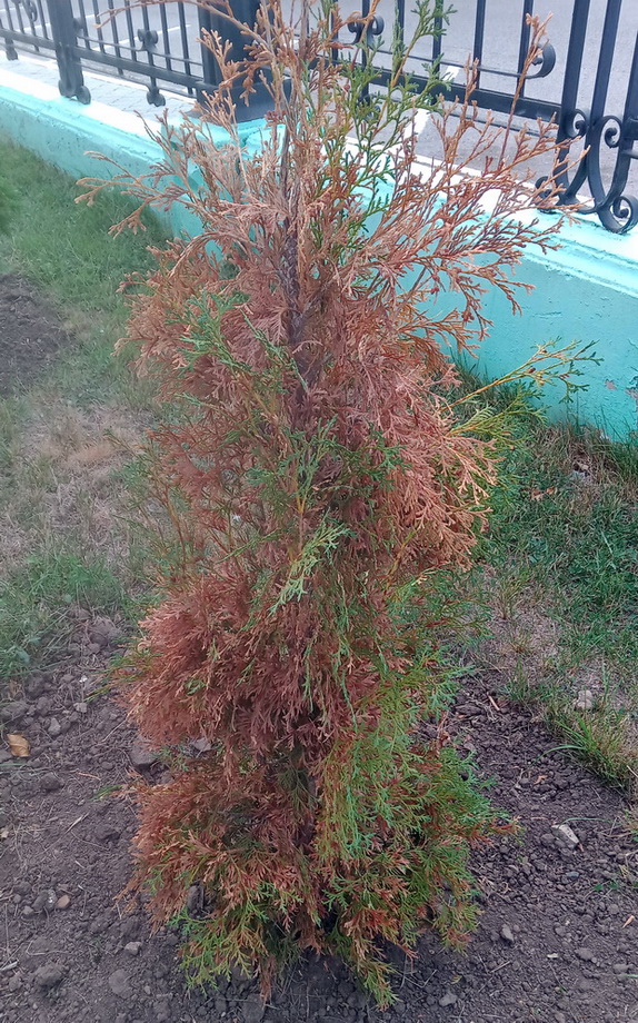 Название: Екатерининский парк - сухая туя.jpg
Просмотры: 22
Размер: 351.0 Кб