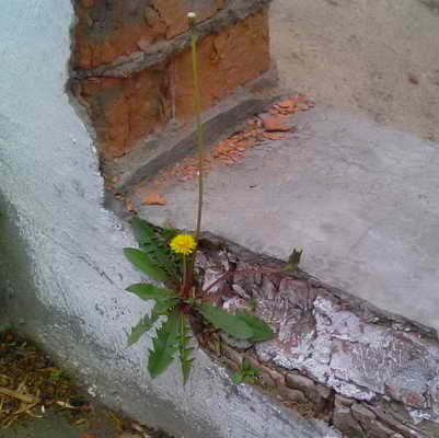 : oduvanchik.jpg
: 1089

: 27.4 