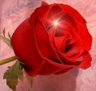 : roza.jpg
: 754

: 13.0 