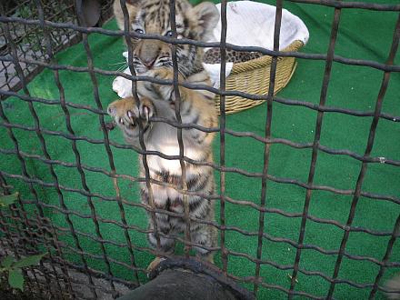     
:  2011 098.jpg
: 575
:	257.5 
ID:	7065